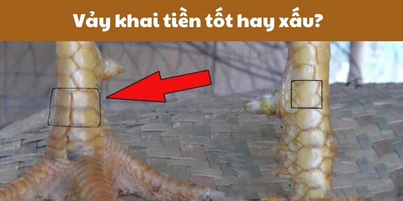 Vảy khai tiền là gì? Gà có vảy khai tiền tốt hay xấu 2 vay-khai-tien-tot-hay-xau