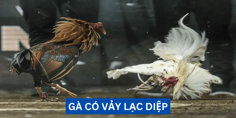 Vảy lạc diệp là gì? Đánh giá sức mạnh chiến kê uy dũng 2 ga-co-vay-lac-diep